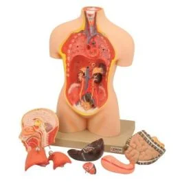 Human Torso Model, 8 Parts, Half-Size with Head [0911]