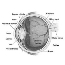 Sheep’s Eye Pack of 10 [9056]